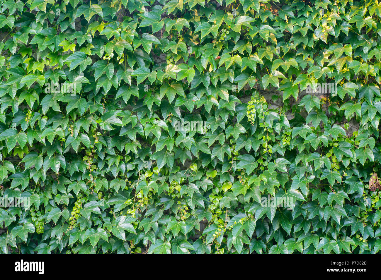 Creeper fence hires stock photography and images Alamy