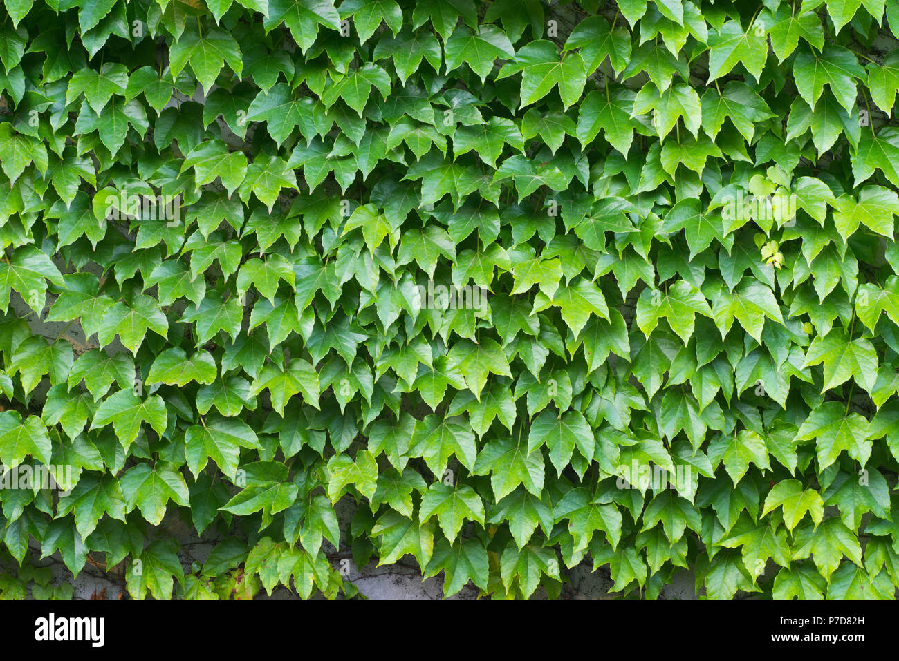 Creeper fence hires stock photography and images Alamy