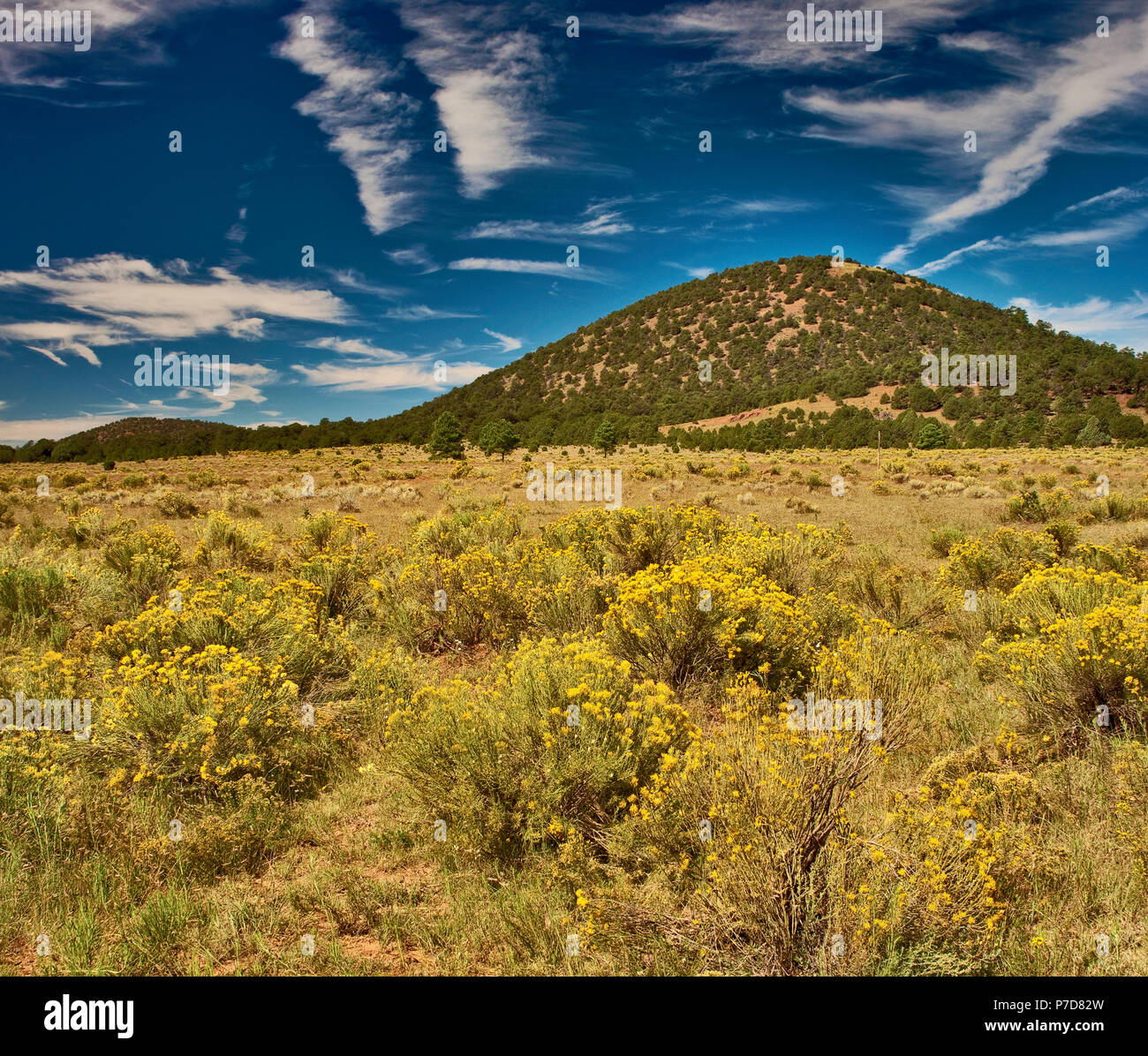 Cerro Americano cinder cone volcano, field of rabbitbush, Chain of Craters Road,  El Malpais National Monument, New Mexico, USA Stock Photo