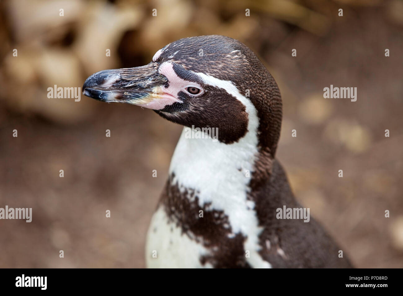Humboldt penguin (Spheniscus humboldti), animal portrait, captive, Germany Stock Photo