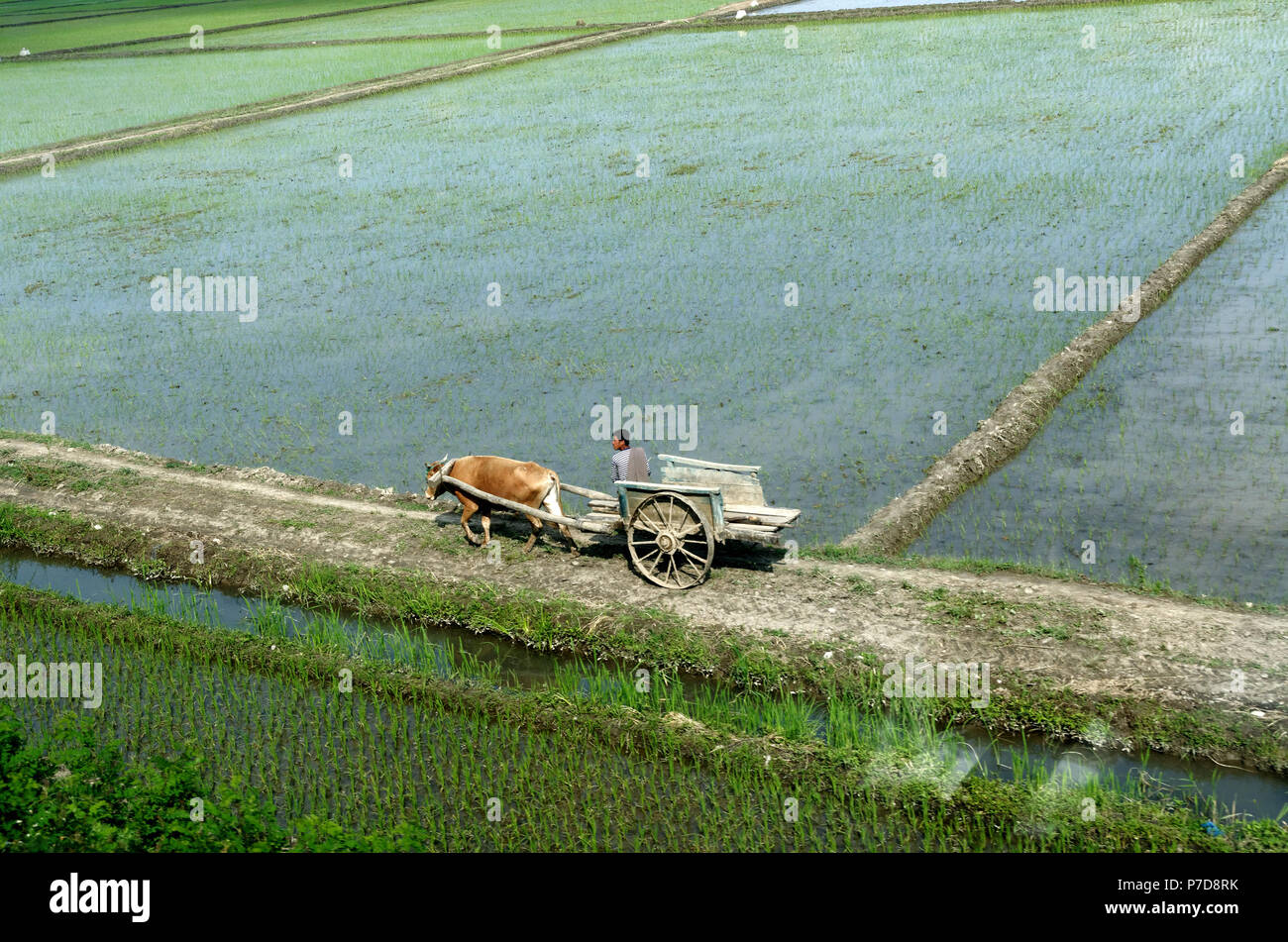 Traditional ox and cart being used in North Korean rice fields,  traditional old fashioned agriculture. Stock Photo