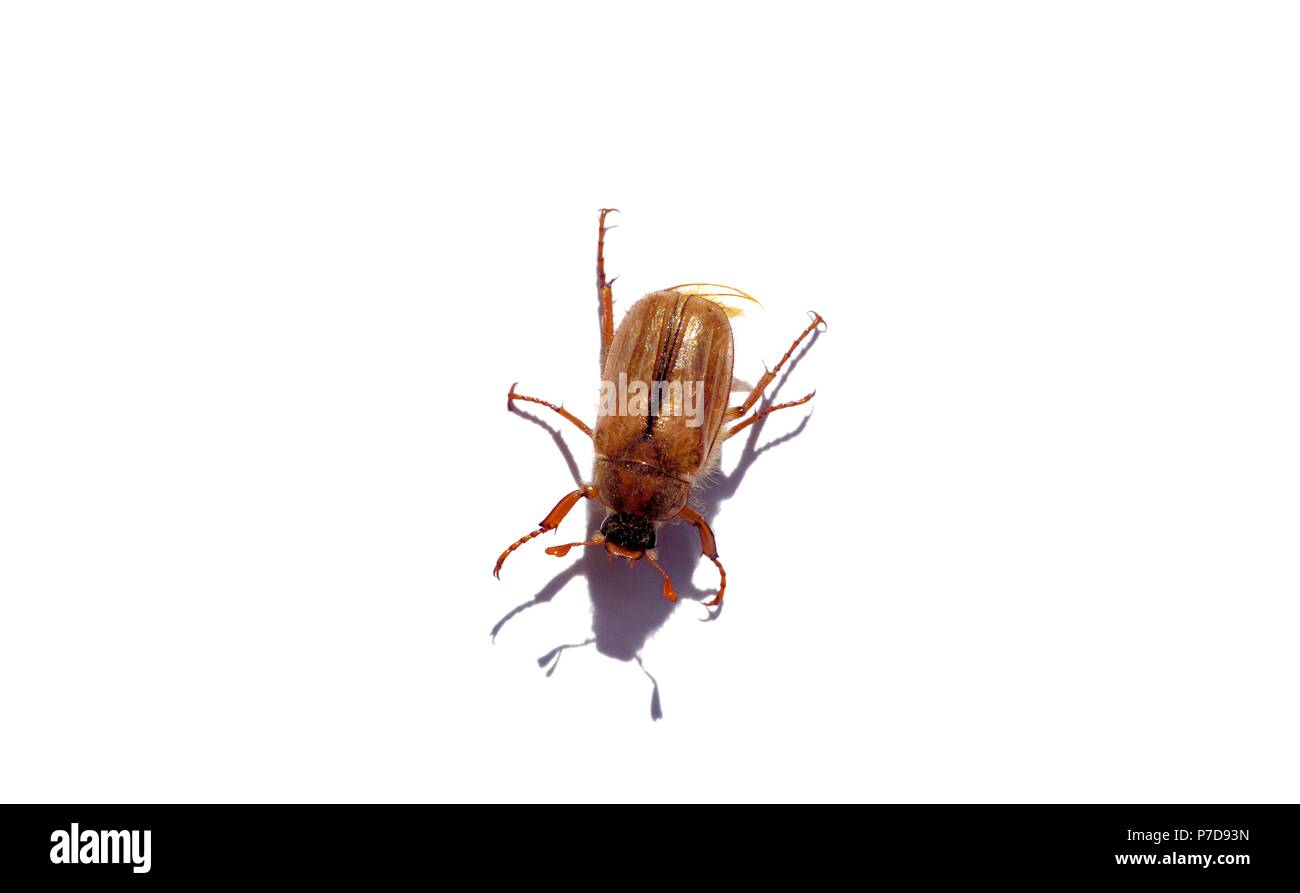 European chafer beetle,Amphimallon majale,Scarabaeidae family Stock Photo
