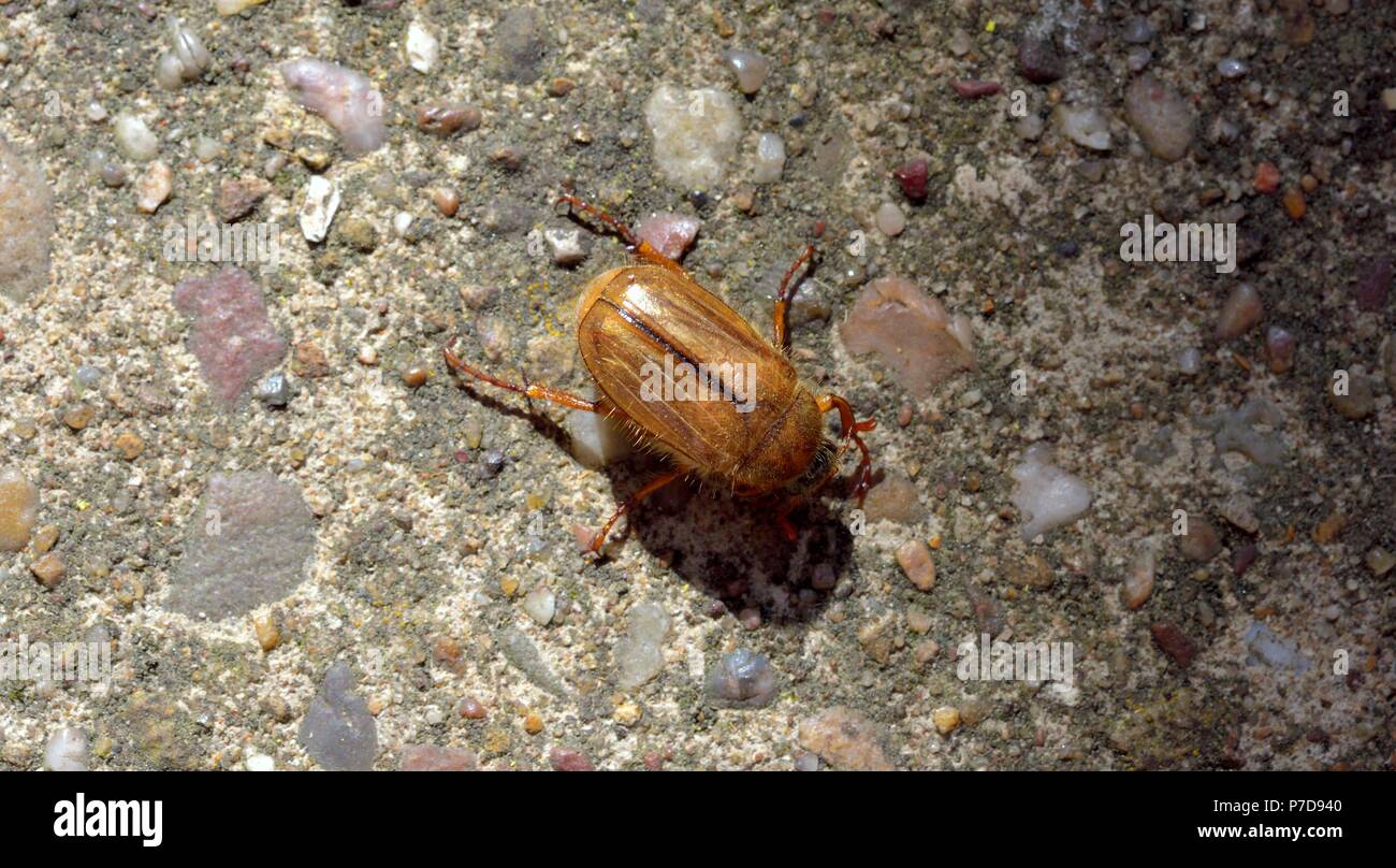 European chafer beetle,Amphimallon majale,Scarabaeidae family Stock Photo