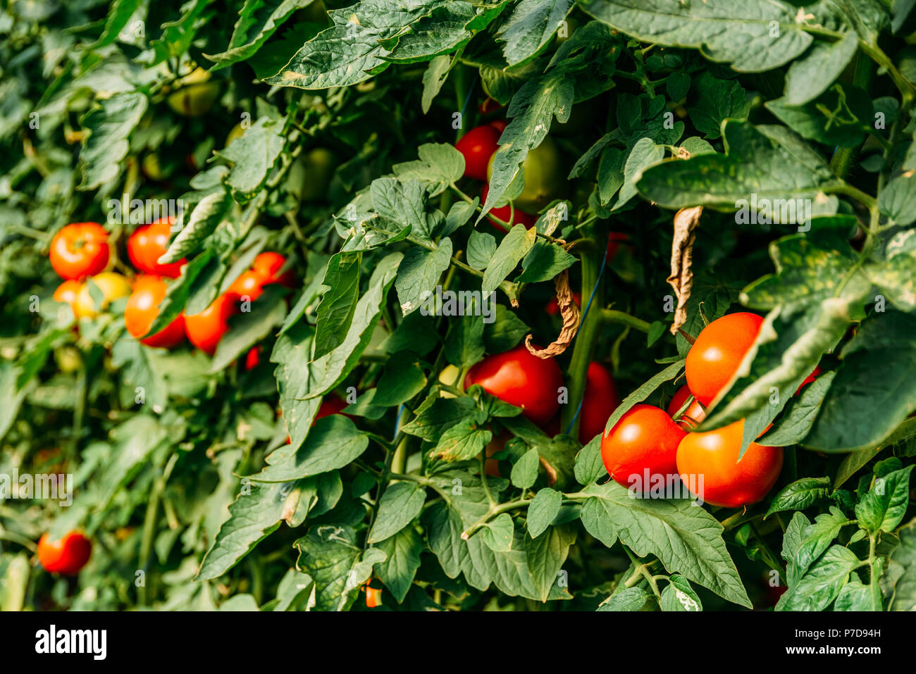 Tomatoes Growing On Vine In Greenhouse Stock Photo - Alamy