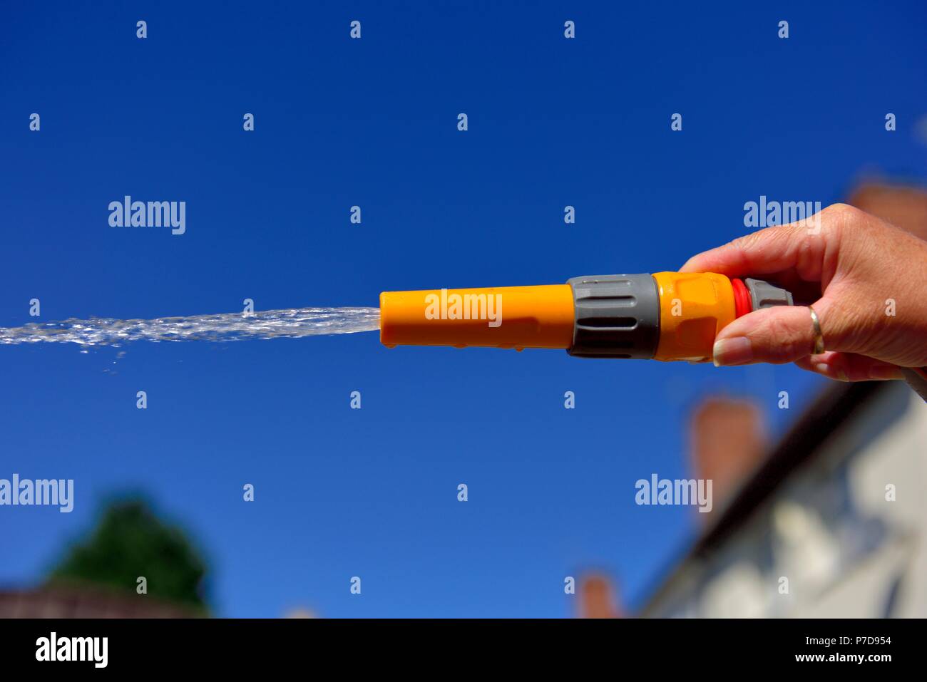 Water spray,Hosepipe water ban, garden hose, watering garden, uk Stock