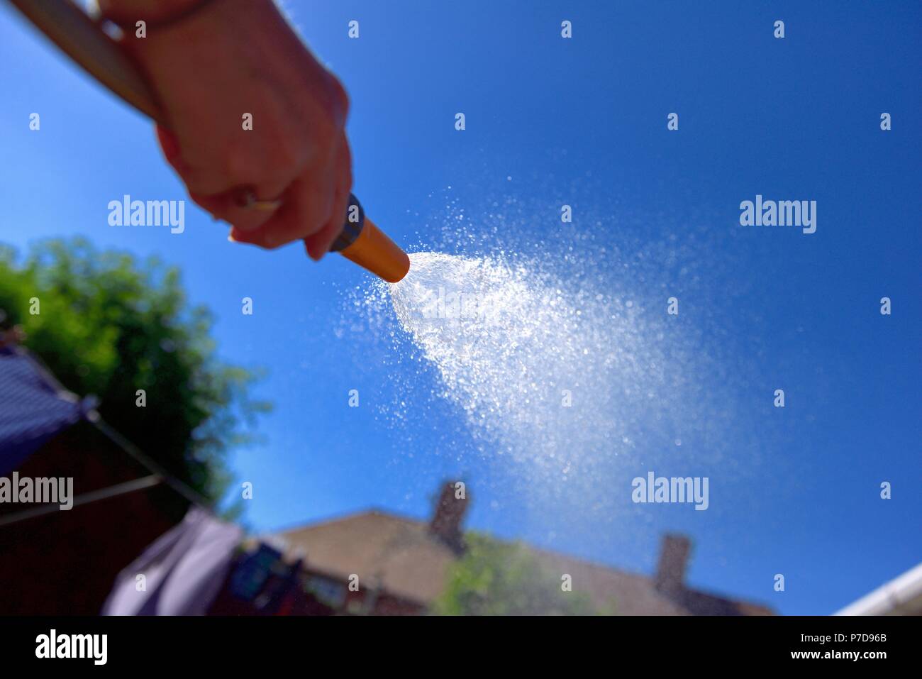 Water spray,Hosepipe water ban, garden hose, watering garden, uk Stock Photo Alamy