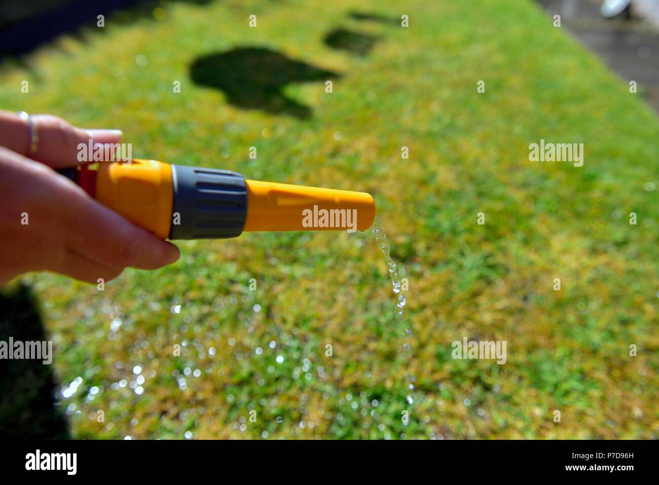 Hosepipe water ban, garden hose, watering garden, uk Stock Photo Alamy