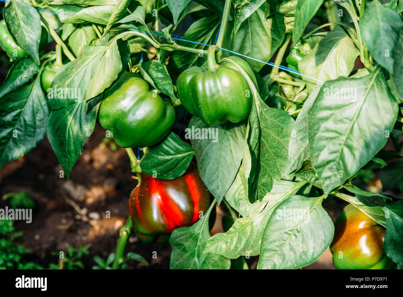 Bell Peppers Capsicum Growing In Greenhouse Stock Photo Alamy