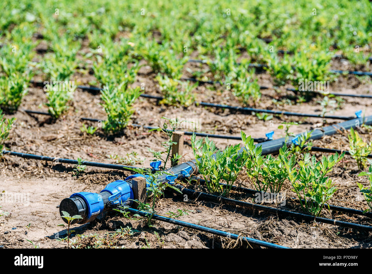 Agriculture Irrigation System On Vegetable Field Stock Photo Alamy