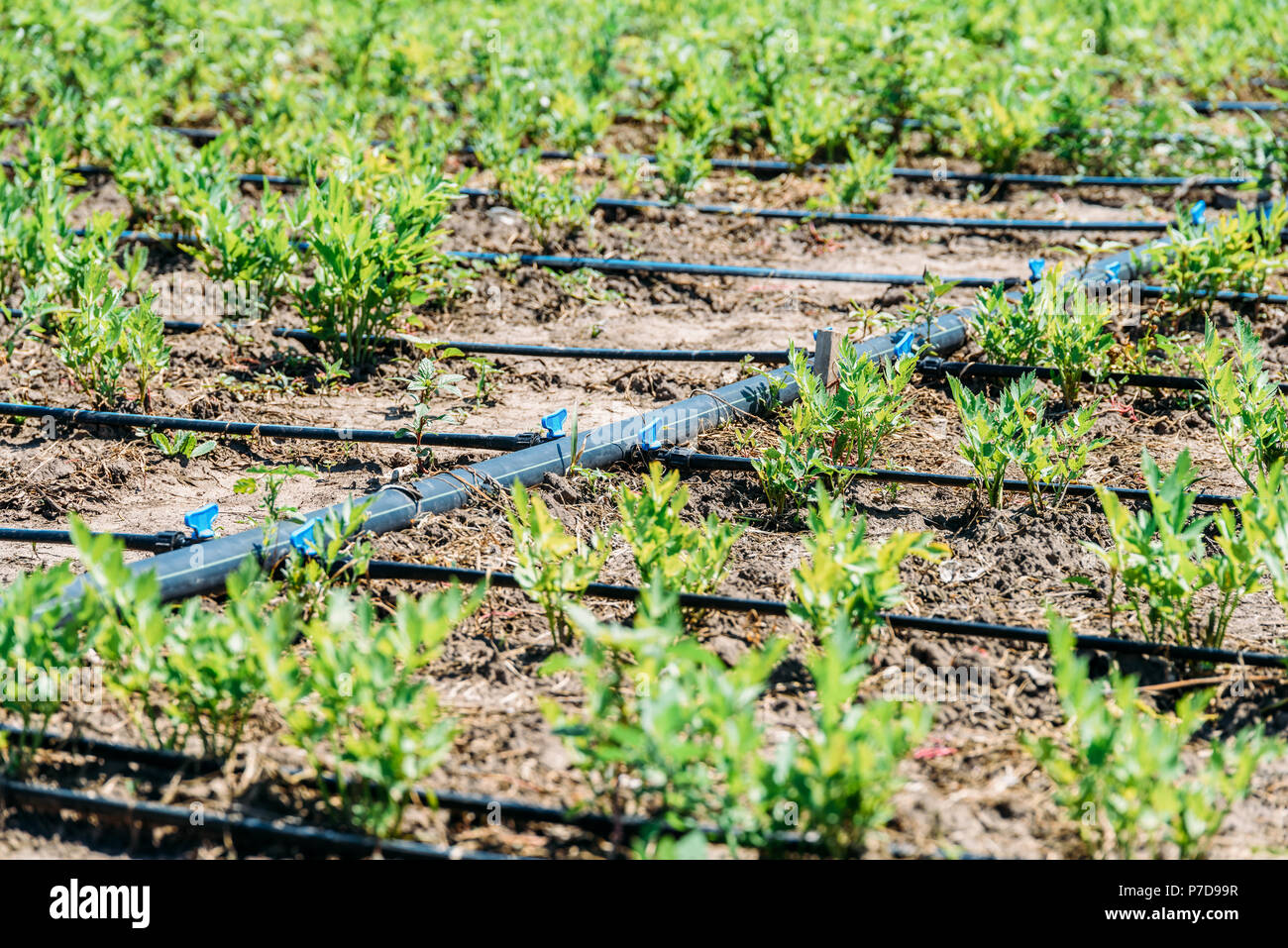 Agriculture Irrigation System On Vegetable Field Stock Photo Alamy