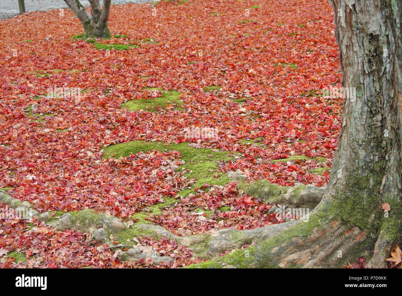 Carpet leaves hi-res stock photography and images - Alamy