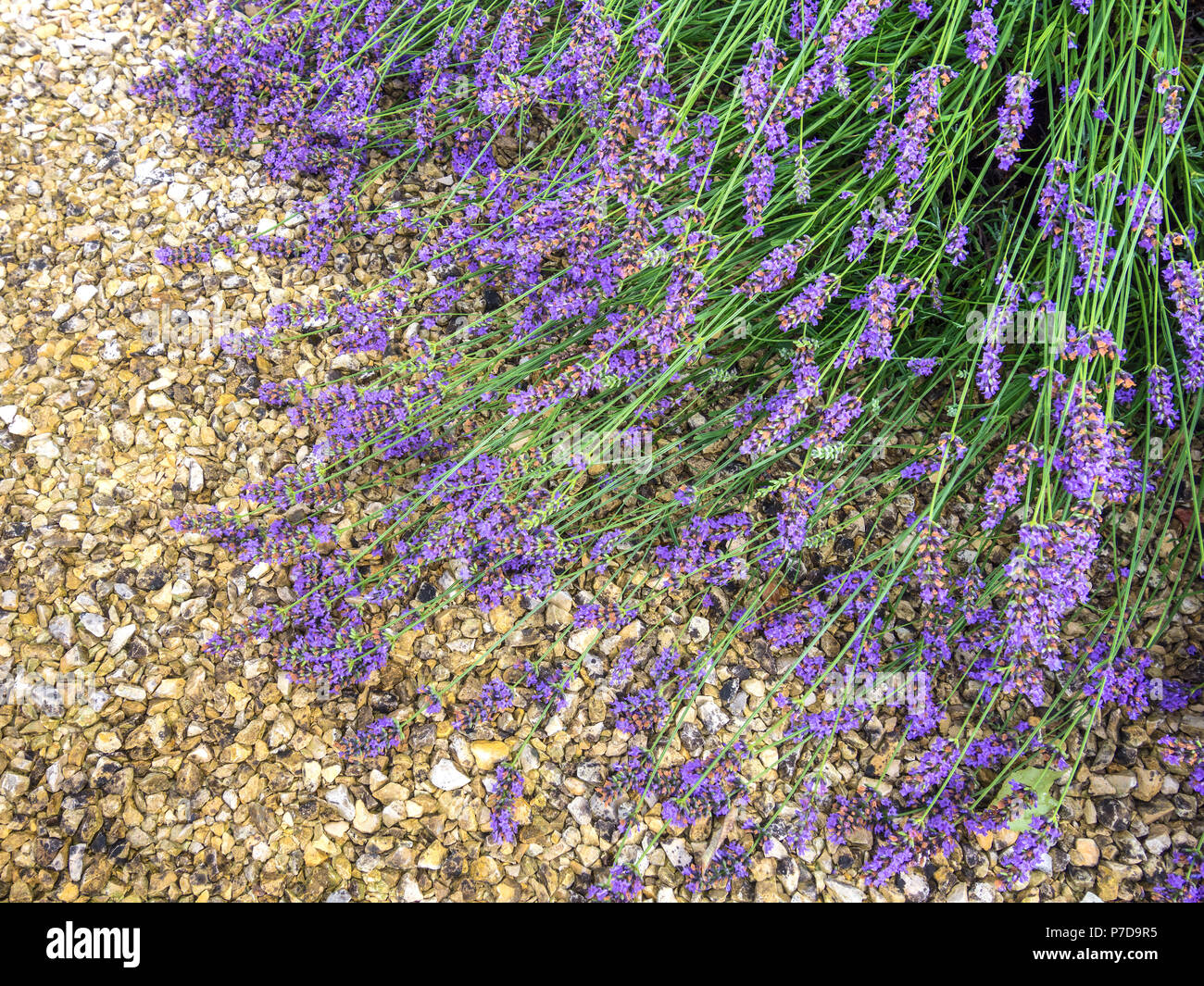 Flowering Lavender against ground after heavy rain. Stock Photo
