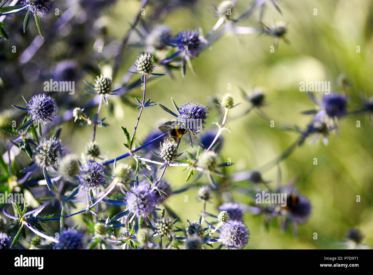 Thistle blooming flower in garden, summer time, sunny day, Szczecin. Stock Photo