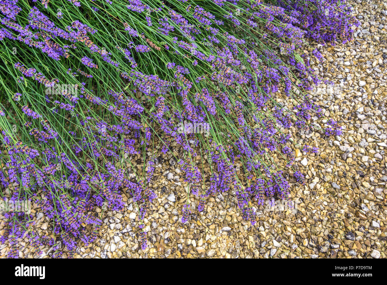 Flowering Lavender against ground after heavy rain. Stock Photo
