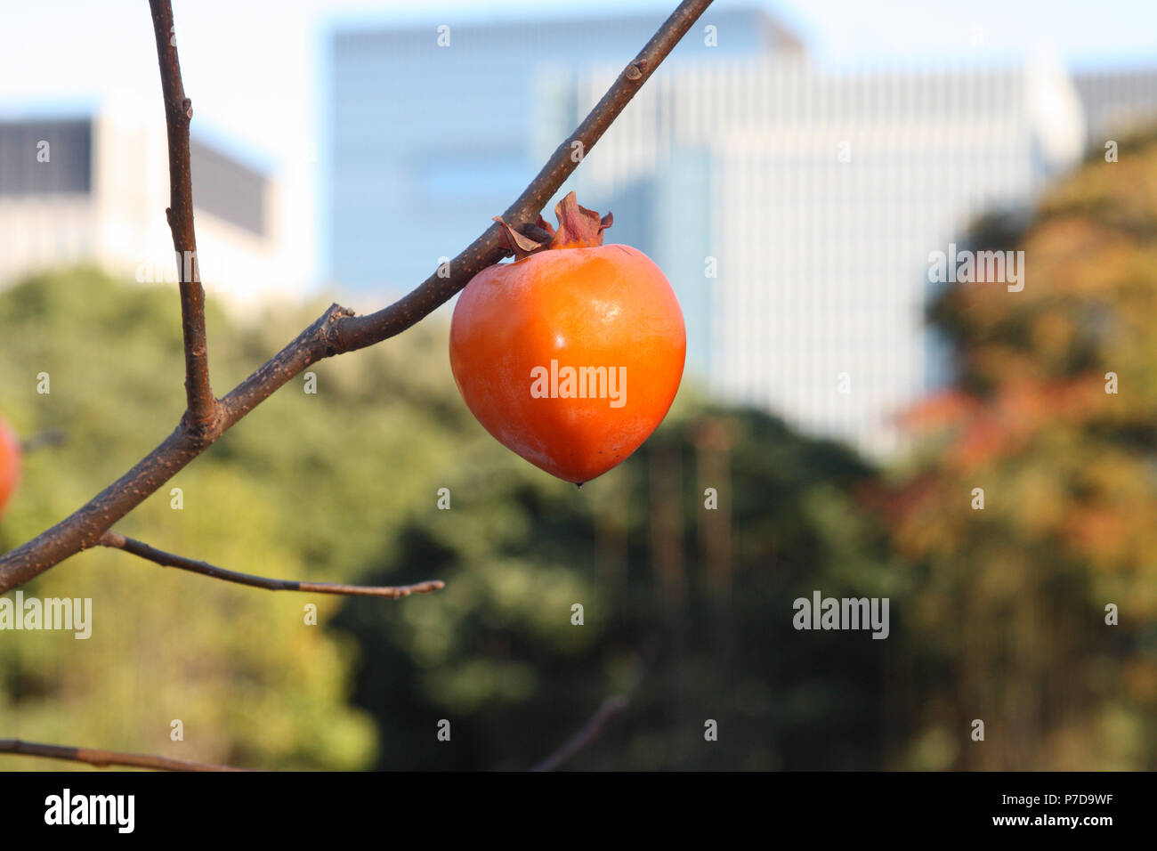 Japanese persimmon (Diospyros kaki) fruit growing in the Imperial