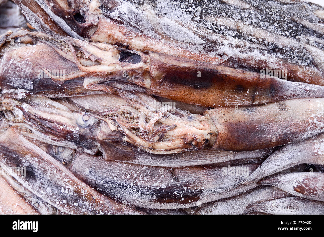 frozen Squid, Grimsey, Iceland Stock Photo