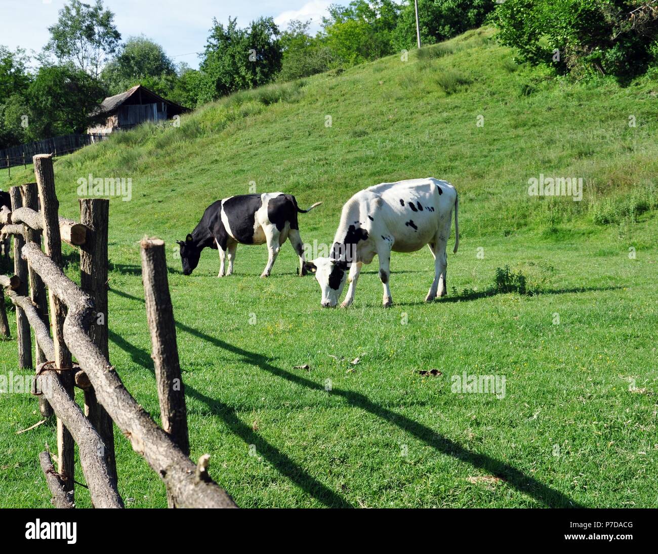 Holstein black and white cows grazing on a green grass meadow in the countryside along of a fence Stock Photo