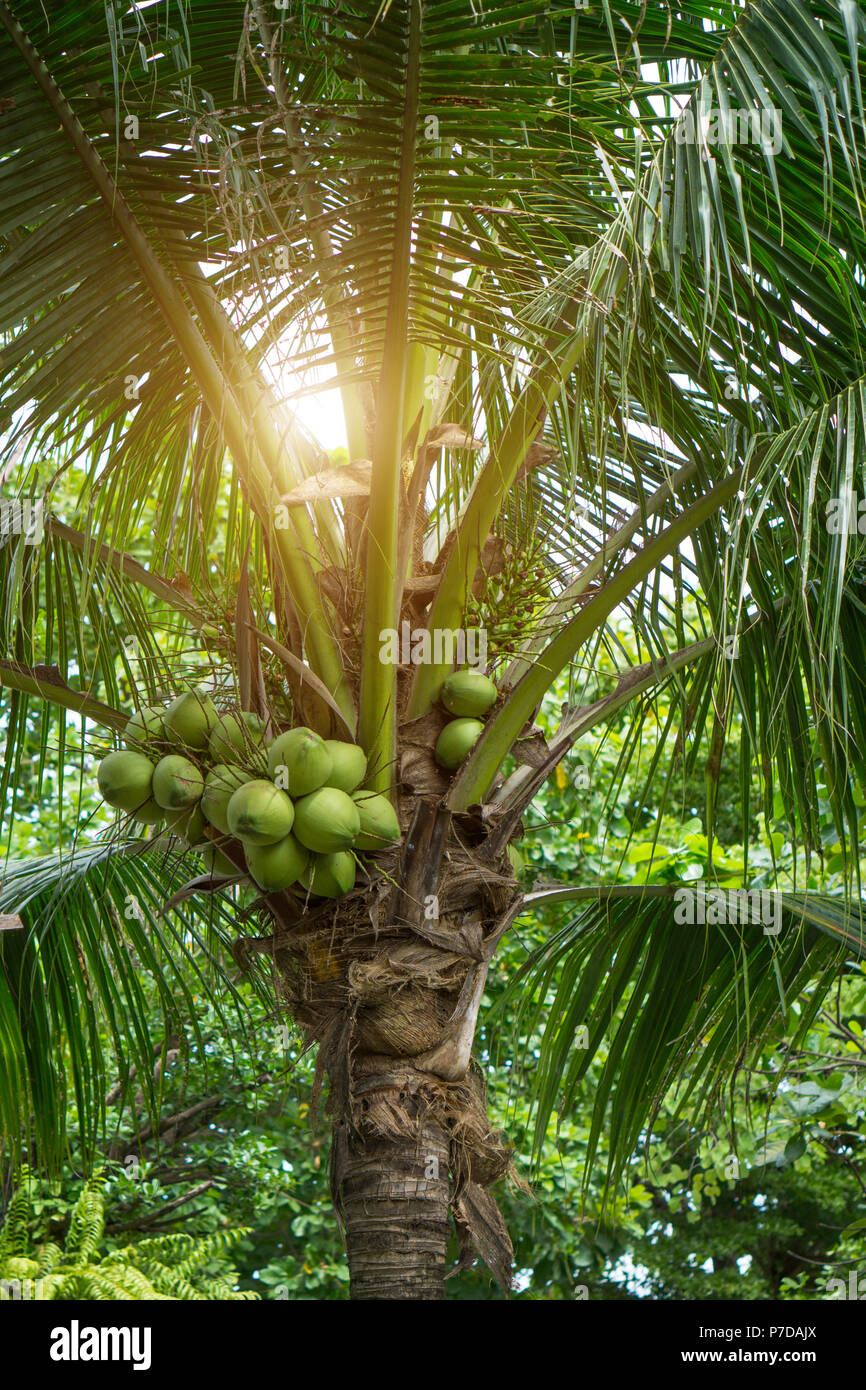 Thai coconut tree Stock Photo - Alamy