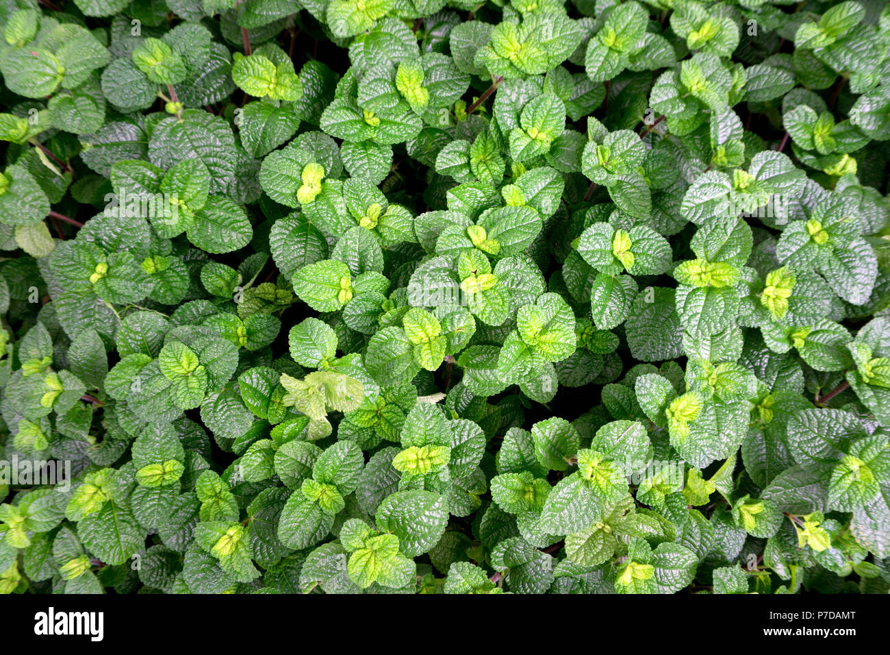 Peppermint tree hi-res stock photography and images - Alamy
