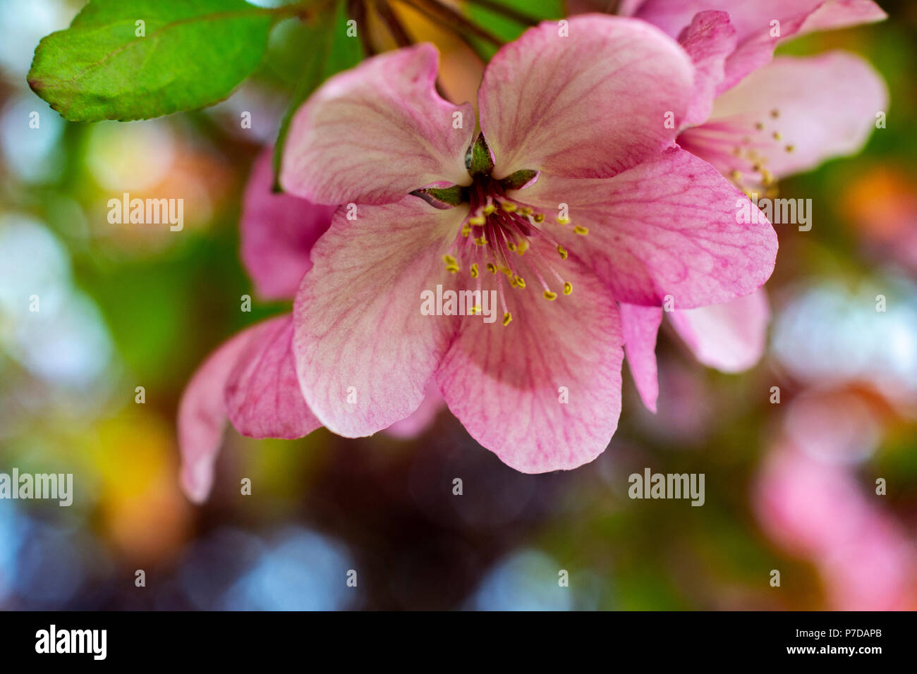Close group of cherry blossom hi-res stock photography and images - Alamy