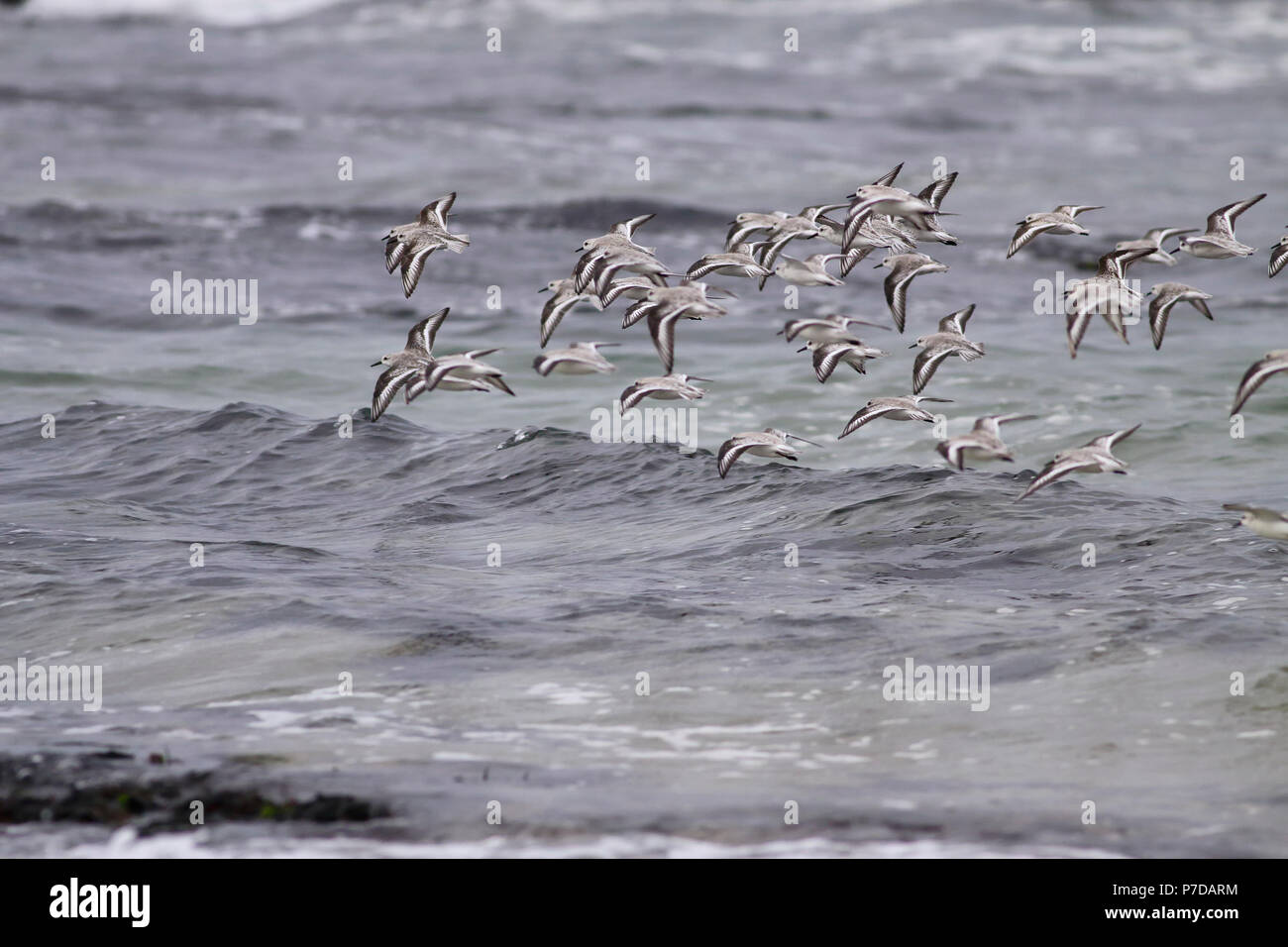 Flock of sanderlings in flight over sea. Portuguese coast Stock Photo