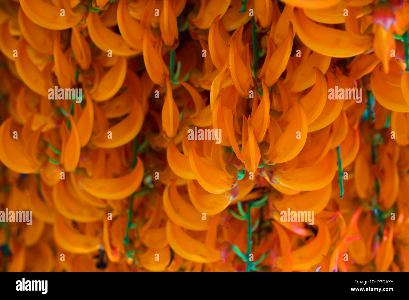 Orange flower of name Red Jade Vine or New Guinea Creeper or flowers. (Scientific Name:Mucuna Bennettii) Stock Photo