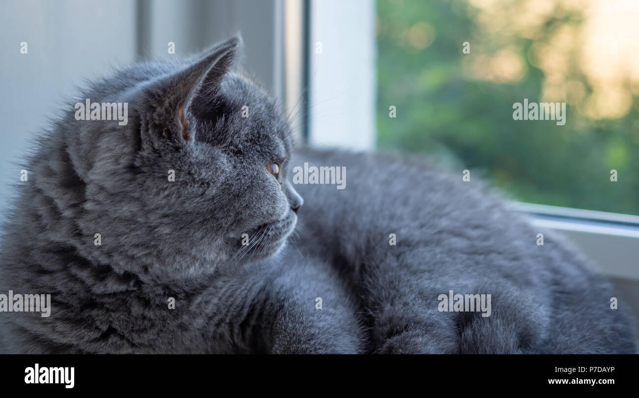 Female British Blue Shorthair kitten looking out window. 3 months old. Stock Photo