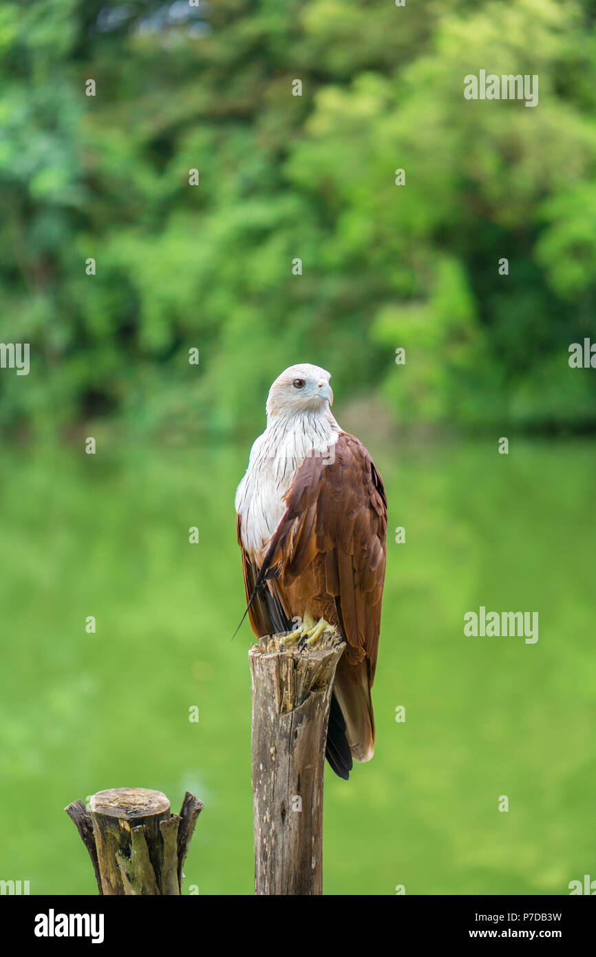 Red eagle Thailand sitting on tree branch and green nature background Stock Photo - Alamy Red eagle Thailand sitting on tree branch and green nature background Stock Photo - Alamy