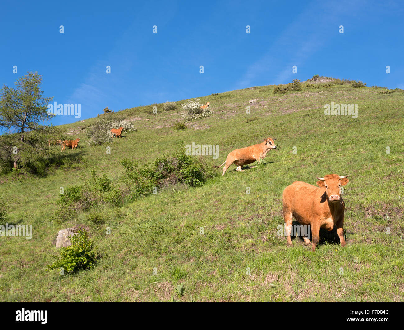 brown cows in green grassy mountain meadow near guillestre in french alps of haute provence Stock Photo