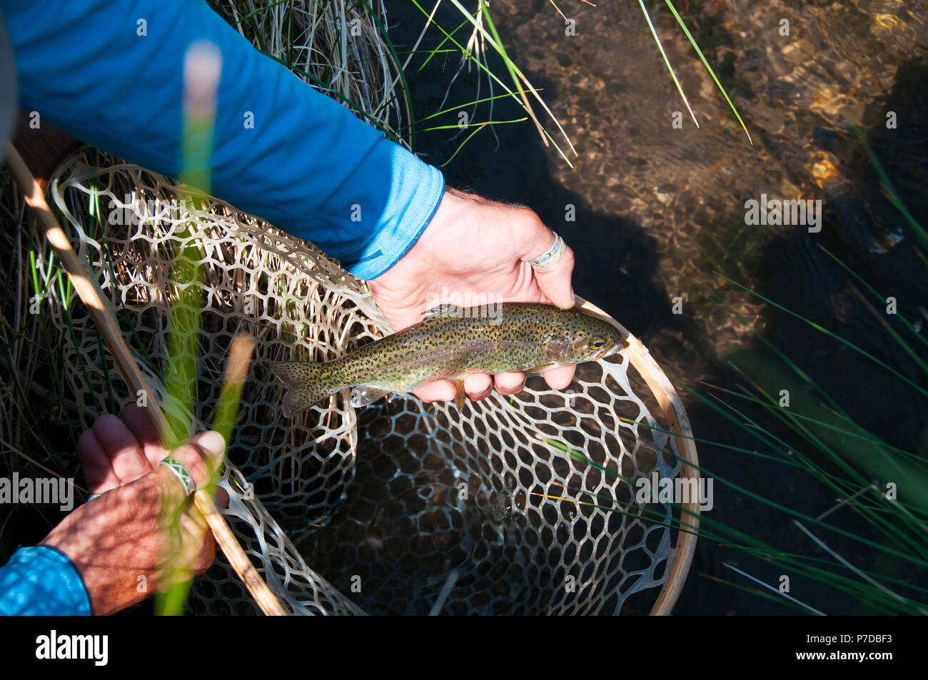 Beautiful little Hot Creek east of Mammoth Lakes yields lots of rainbow