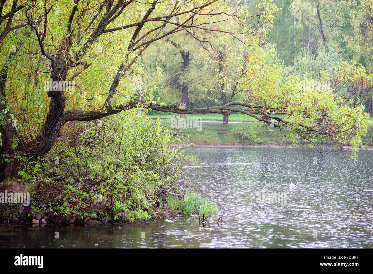 Spring rain over the park pond, green willow tree, fresh leaves, a bird in the water. Stock Photo
