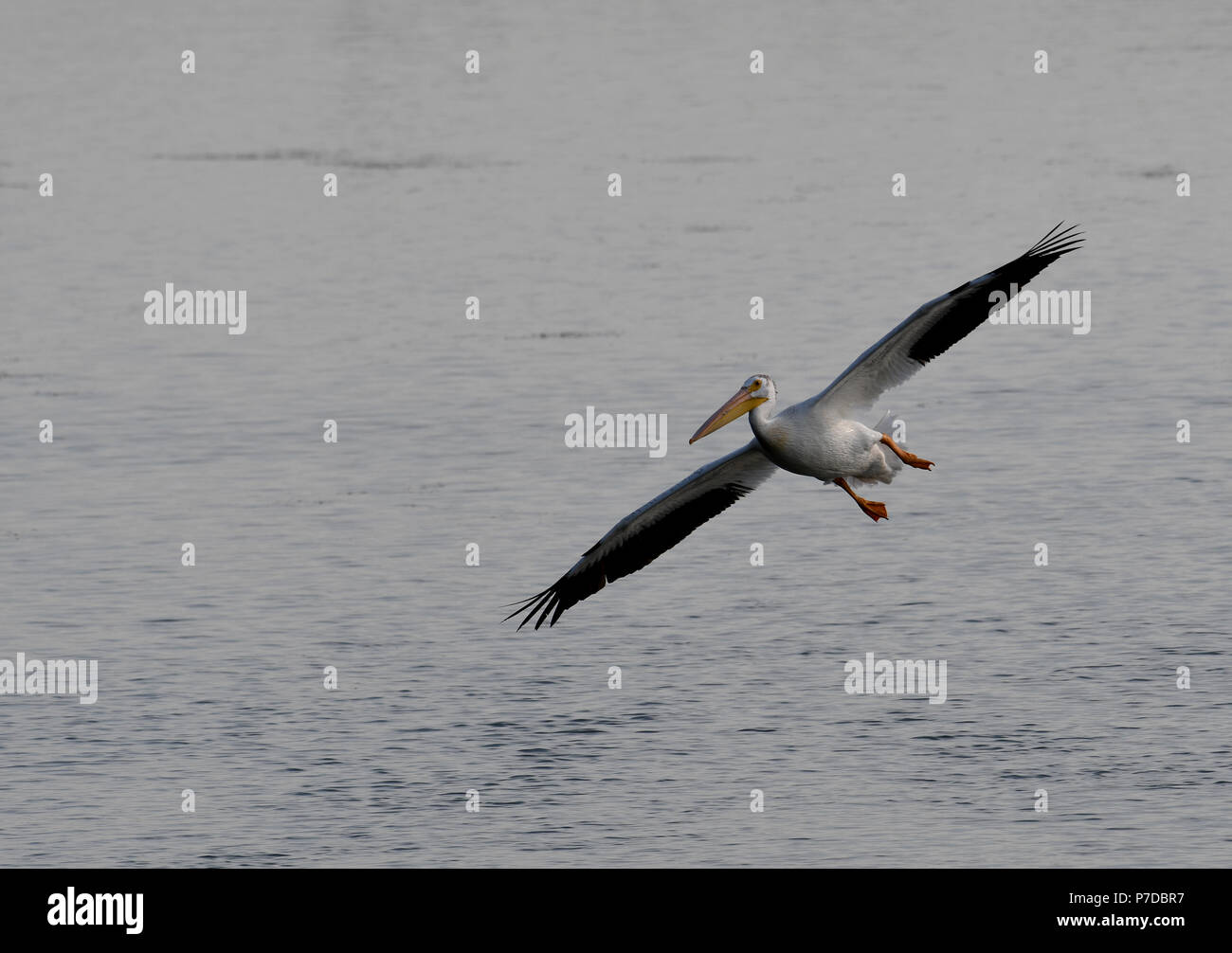 White bird wingspan hi-res stock photography and images - Alamy