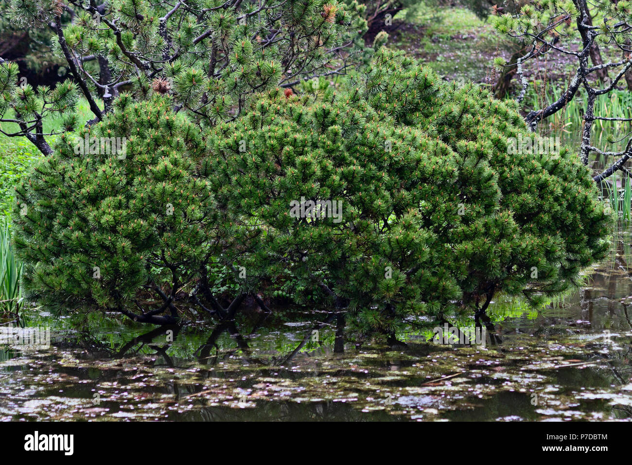 Fresh Green Decorative Small Pine Tree By The Old Pond In Spring
