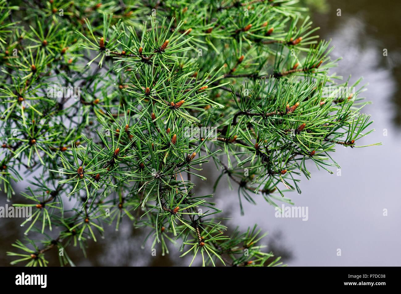 Decorative pine tree shoots with fresh green needles over the grey water of a park pond or river. Drops of rain on the needles. Rainy day of spring se Stock Photo