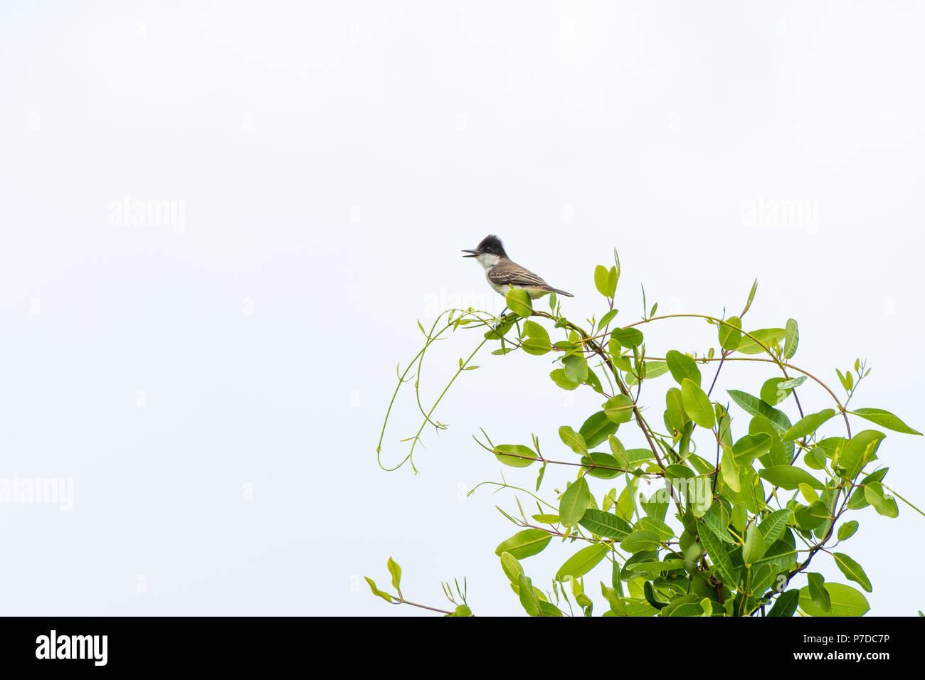 A lone Eastern Kingbird perched on a treetop above a pond in Jamaica. Stock Photo