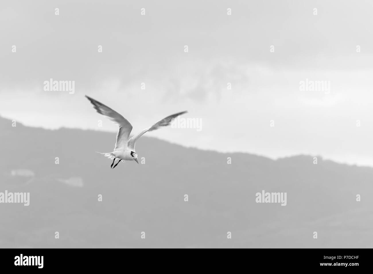 A Royal Tern seabird looking down while flying over the sea. Stock Photo
