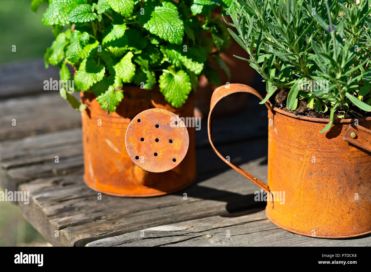 Funny Plant Pots Stock Photos Funny Plant Pots Stock Images Alamy