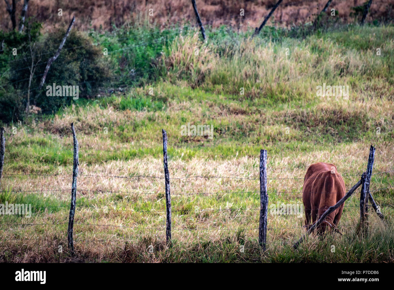 Single brown cow with head down, busy grazing on grass inside fenced farmland in rural Jamaica. Stock Photo