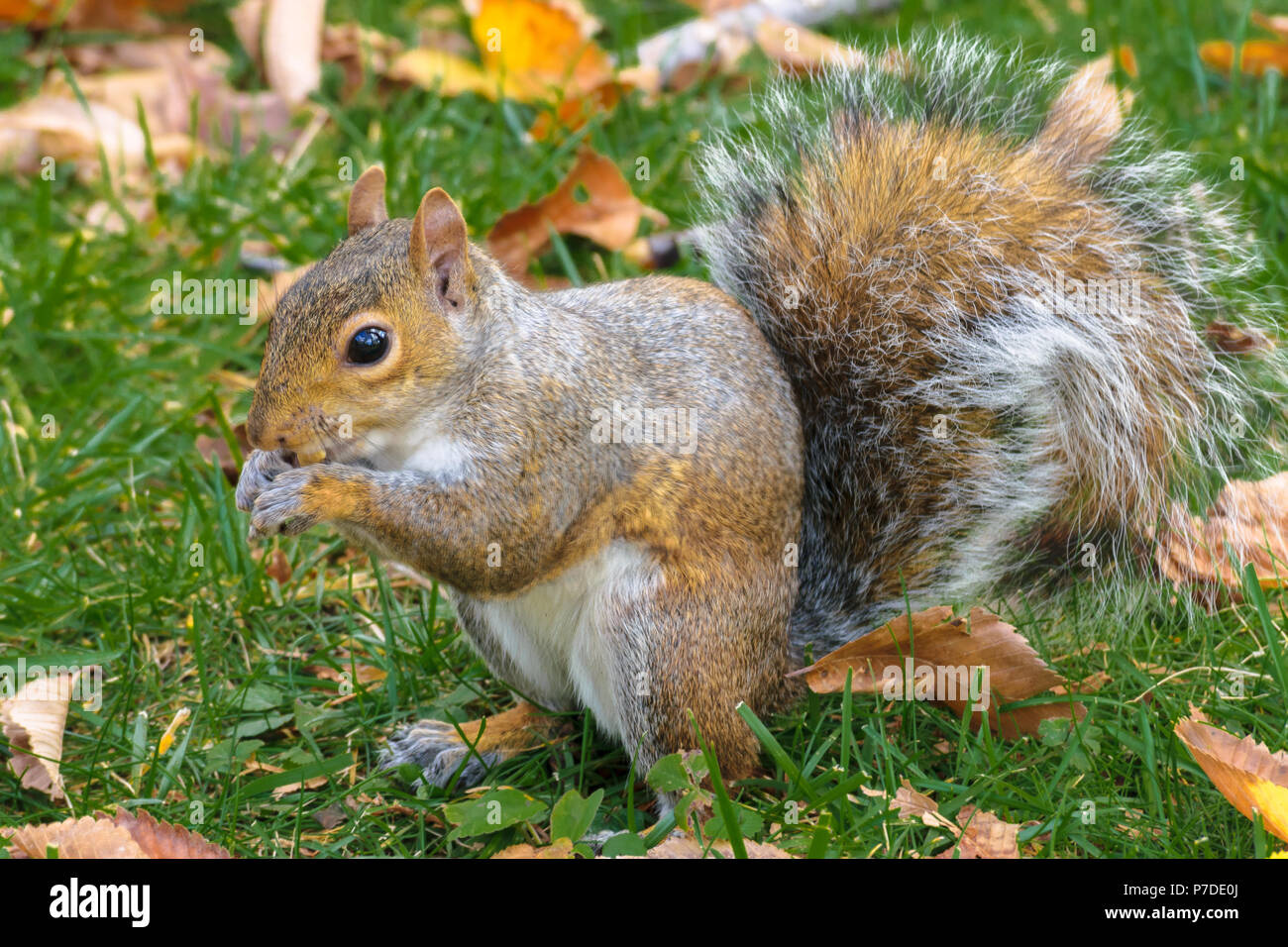 Cute squirrel nibbling on a nut during autumn in Central Park New York Stock Photo