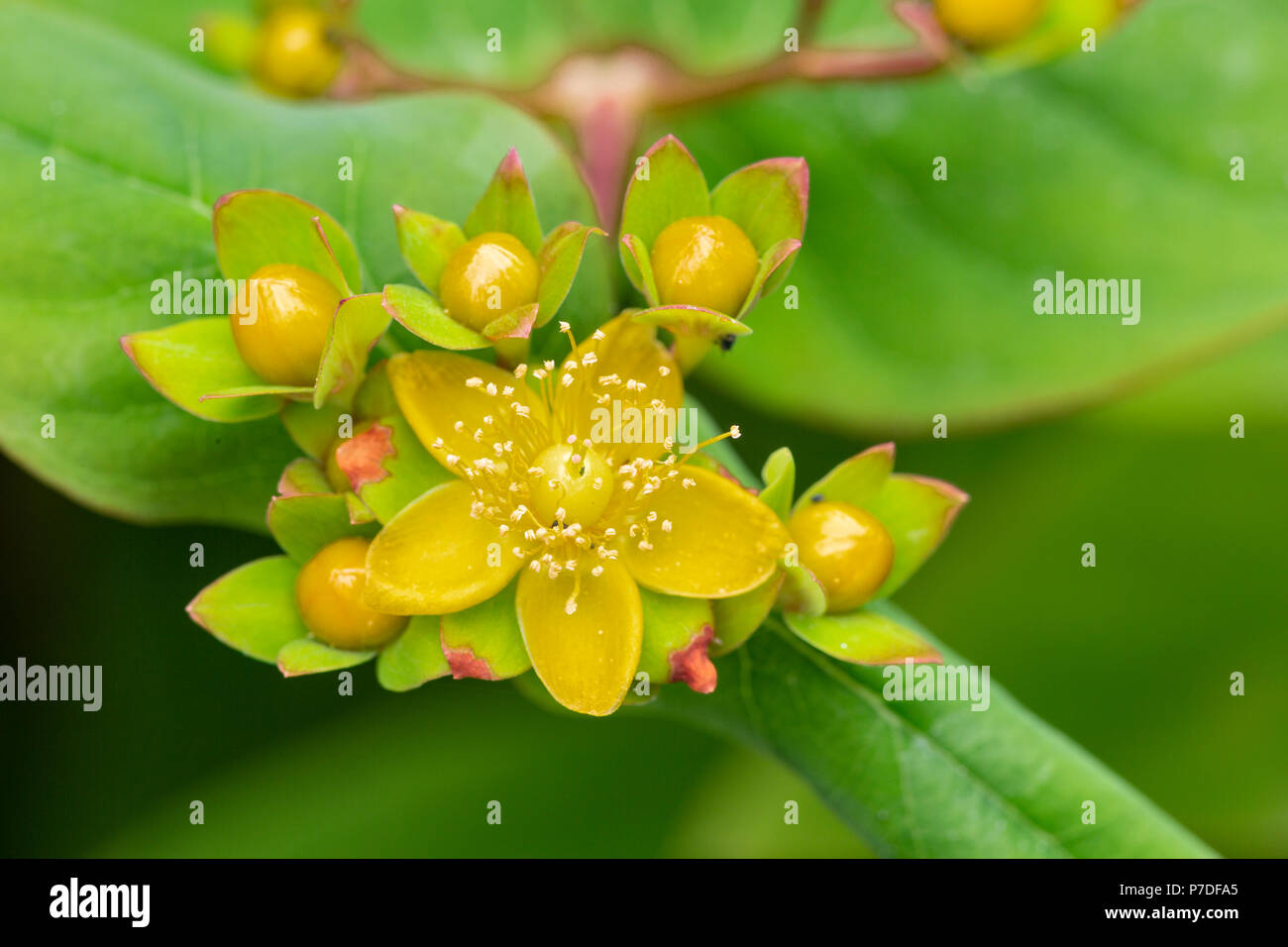 Shrubby St. John's Wort, or Sweet-amber, Hypericum androsaemum, flower and buds, July, Monmouthshire Stock Photo