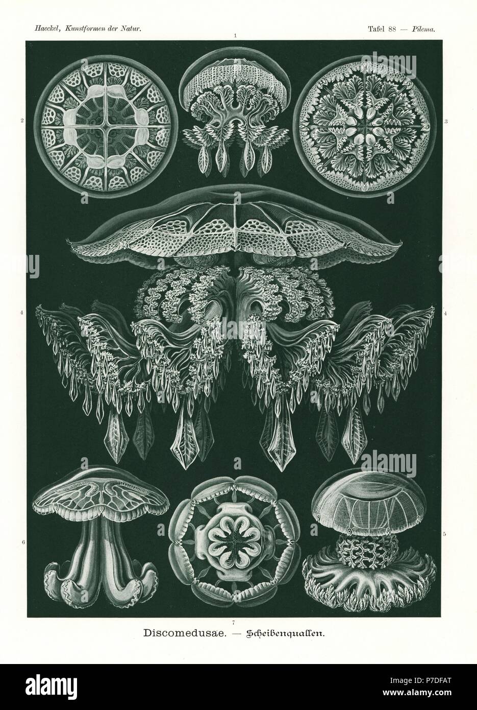 Discomedusae jellyfish: barrel jellyfish, Rhizostoma species 1,2,3,6,7, Rhopilema rhopalophorum 4, and cannonball jellyfish, Stomolophus meleagris 5. Chromolithograph by Adolf Glitsch from an illustration by Ernst Haeckel from Art Forms in Nature, Kunstformen der Natur, Liepzig, Germany, 1904. Stock Photo