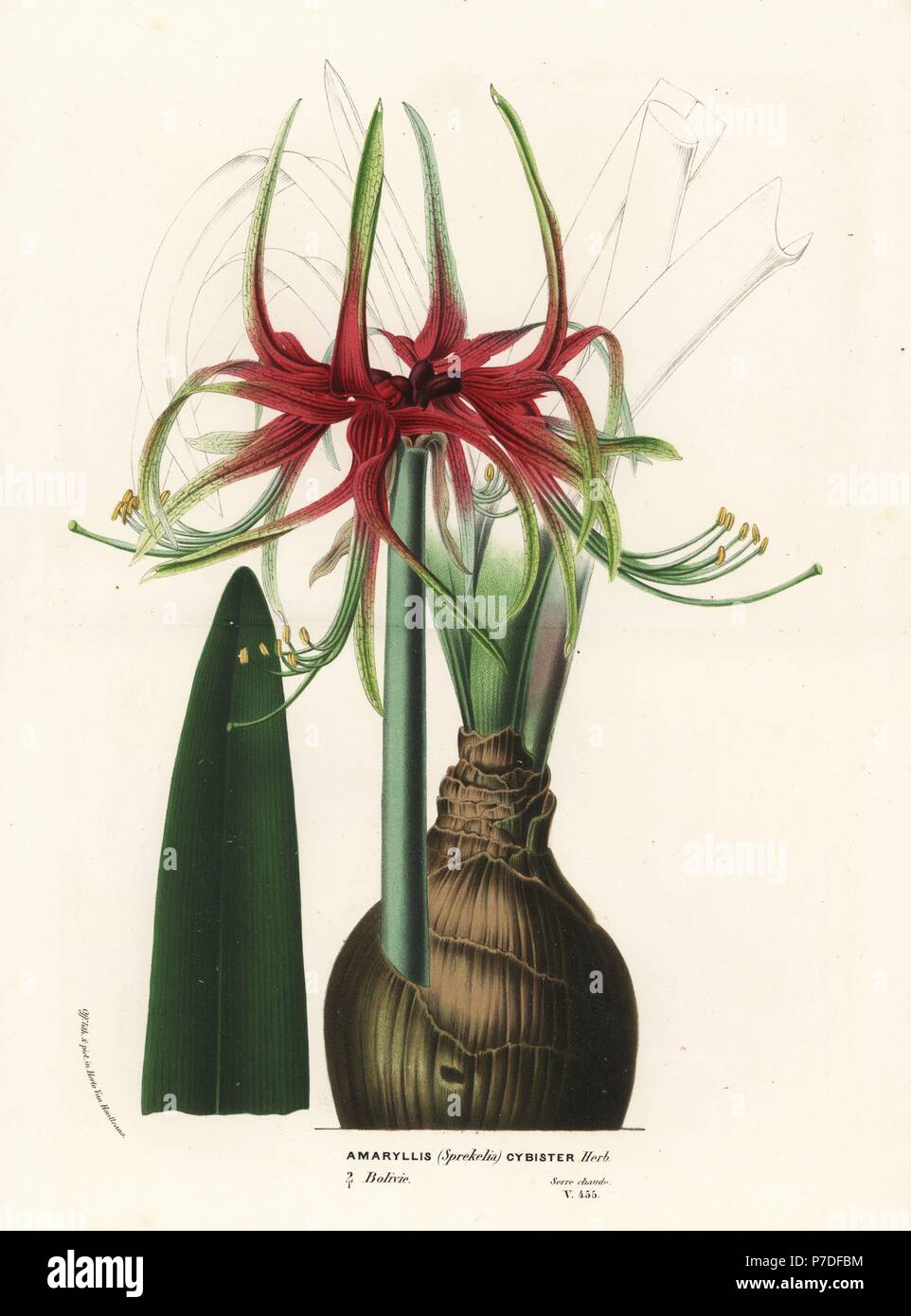Hippeastrum cybister (Amaryllis Sprekelia cybister). Handcoloured lithograph from Louis van Houtte and Charles Lemaire's Flowers of the Gardens and Hothouses of Europe, Flore des Serres et des Jardins de l'Europe, Ghent, Belgium, 1870. Stock Photo