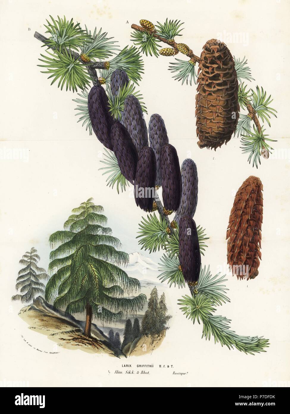 Sikkim larch, Larix griffithii, tree and cones. Handcoloured lithograph from Louis van Houtte and Charles Lemaire's Flowers of the Gardens and Hothouses of Europe, Flore des Serres et des Jardins de l'Europe, Ghent, Belgium, 1857. Stock Photo