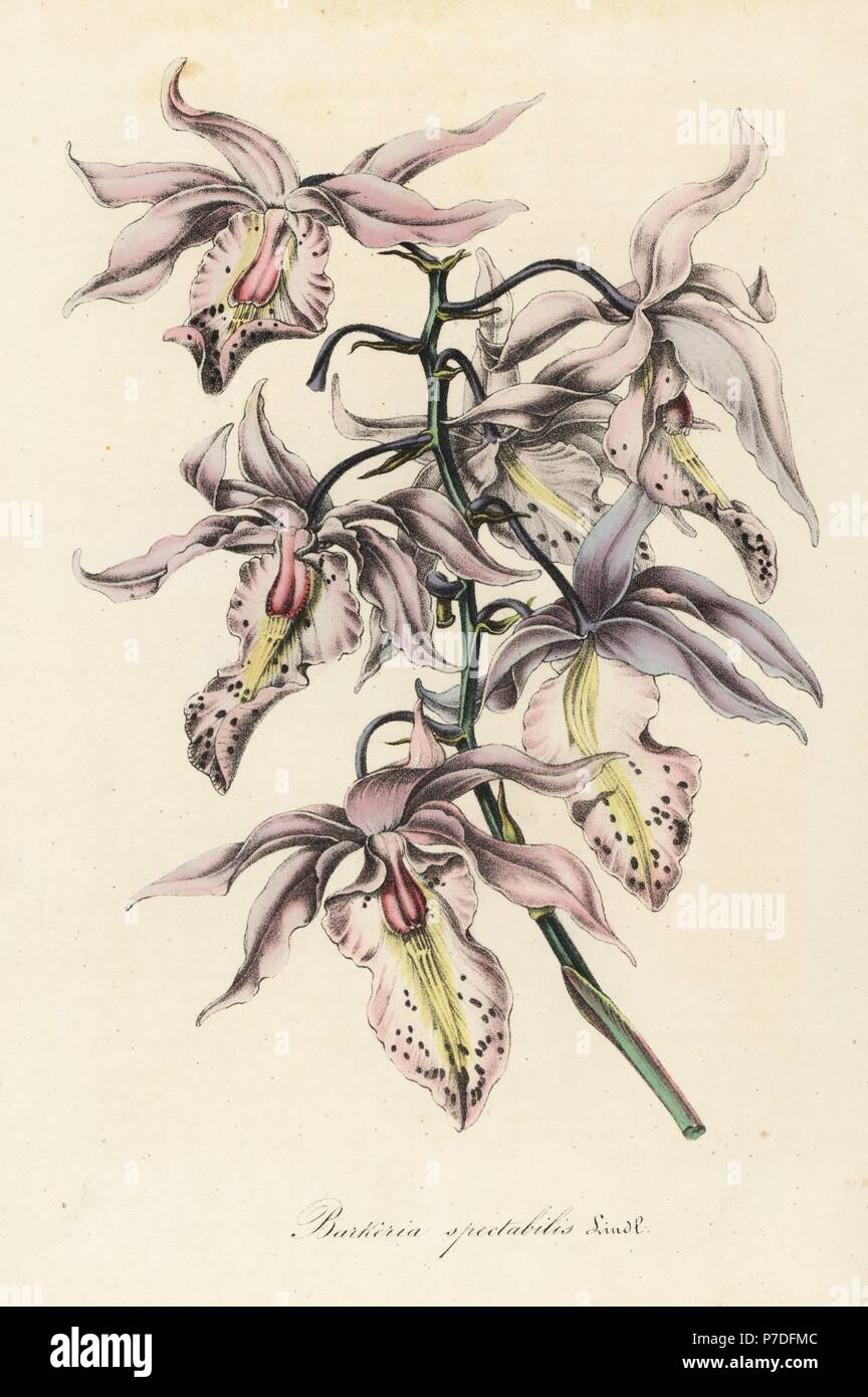 Showy barkeria orchid, Barkeria spectabilis. Handcoloured lithograph from Louis van Houtte and Charles Lemaire's Flowers of the Gardens and Hothouses of Europe, Flore des Serres et des Jardins de l'Europe, Ghent, Belgium, 1845. Stock Photo