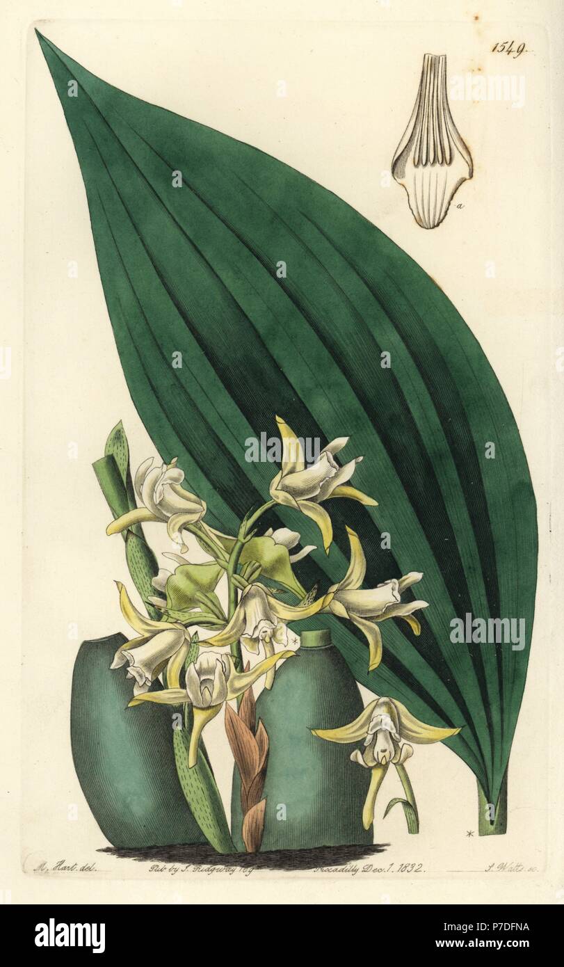 Maxillaria palmifolia orchid (Pale yellow maxillaria, Maxillaria decolor). Handcoloured copperplate engraving by S. Watts after an illustration by M. Hart from Sydenham Edwards' Botanical Register, Ridgeway, London, 1832. Stock Photo