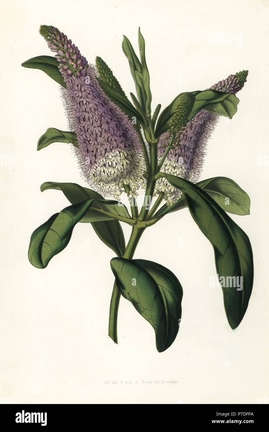 Speedwell hybrid, Veronica x andersonii. Handcoloured lithograph from Louis van Houtte and Charles Lemaire's Flowers of the Gardens and Hothouses of Europe, Flore des Serres et des Jardins de l'Europe, Ghent, Belgium, 1851. Stock Photo