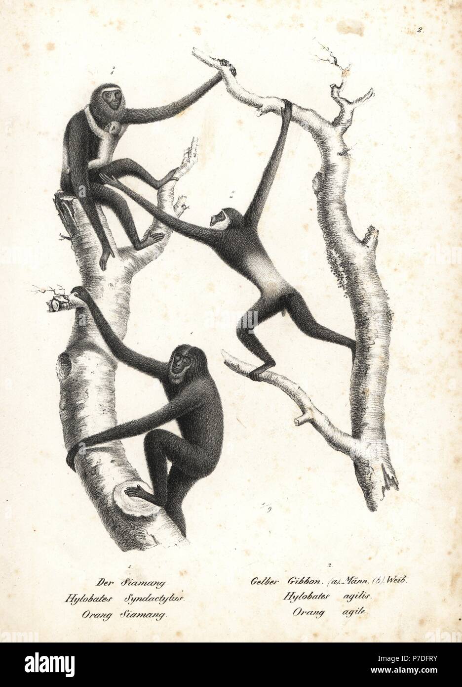 Siamang, Symphalangus syndactylus (Hylobates syndactylis), and agile gibbon, Hylobates agilis, male and female with young (both endangered). Lithograph by Karl Joseph Brodtmann from Heinrich Rudolf Schinz's Illustrated Natural History of Animals, Zurich, 1827. Stock Photo