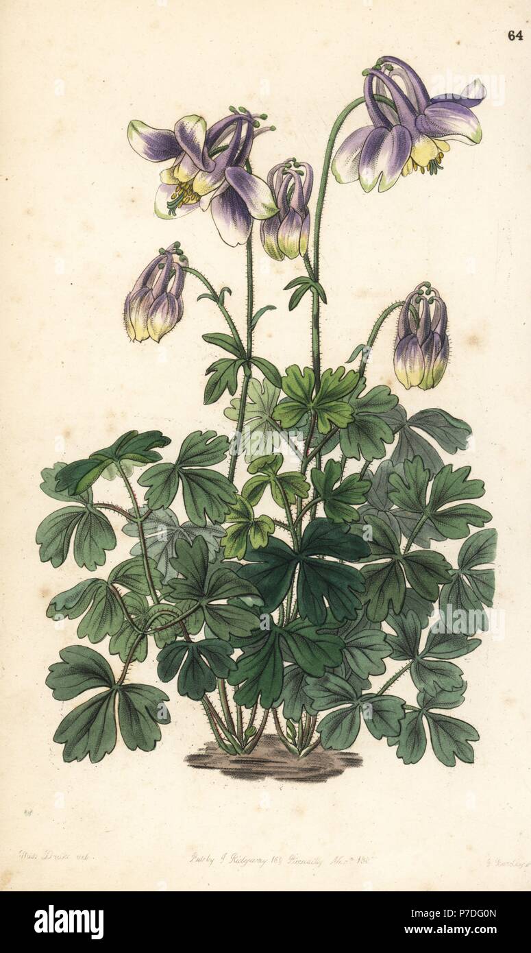 Slender-horned columbine, Aquilegia leptoceras. Handcoloured copperplate engraving by George Barclay after an illustration by Miss Sarah Drake from Edwards' Botanical Register, edited by John Lindley, London, Ridgeway, 1847. Stock Photo