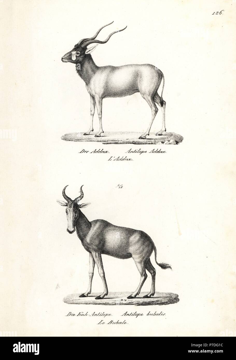 Addax antelope, Addax nasomaculatus (critically endangered) and Bubal hartebeest, Alcelaphus buselaphus buselaphus (extinct). Lithograph by Karl Joseph Brodtmann from Heinrich Rudolf Schinz's Illustrated Natural History of Men and Animals, 1836. Stock Photo