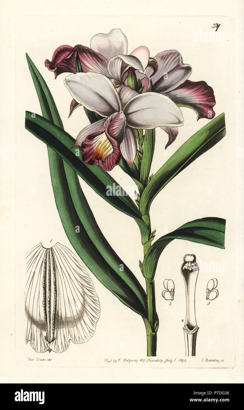Bamboo orchid, Arundina graminifolia (Close-flowered reedorchis, Arundina densa). Handcoloured copperplate engraving by George Barclay after an illustration by Miss Sarah Drake from Edwards' Botanical Register, edited by John Lindley, London, Ridgeway, 1842. Stock Photo